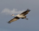 DSC_4993b.jpg