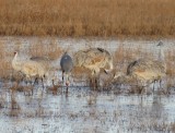 IMG_2461b.jpg