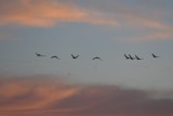DSC_5046b.jpg