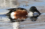 DSC_5665b.jpg