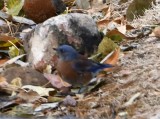 DSC_5809b.jpg