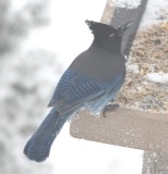 DSC_5867b.jpg