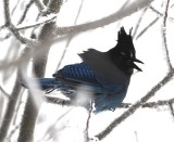 DSC_5888b.jpg