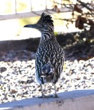 DSC_5940b.jpg