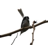 DSC_6533b.jpg