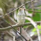 DSC_6547b.jpg