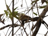 DSC_6602b.jpg
