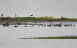 DSC_6845ab.jpg