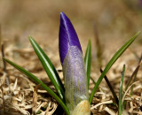 DSC08474 - Purple Crocus