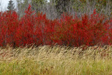 DSC09432 - Grass and Trees in Fall
