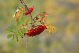 DSC09488 - Dogberries