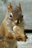 DSC09462 - Squirrel and Peanut