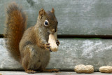 DSC09451 - Squirrel and Peanut II