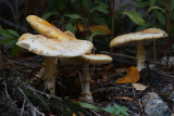 DSC09529 - Mushrooms