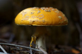DSC09505 - Mushroom