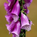 DSC00323 - Fox Glove