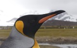 King penguin gaze
