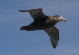 Giant petrel