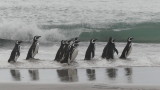 Magellanic penguins like the surf