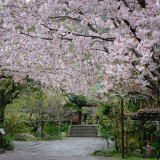 cherry_blossom_special