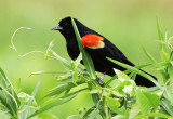 The Season of the Red-winged Blackbird
