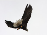 American Bald Eagle in Flight