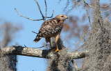 Hawk eating its breakfast of Marsh Hen