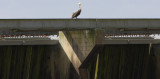 Brown Pelican sits atop the Spillway Structure