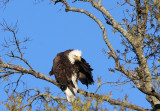 Eagle in the setting sun