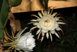 Night Blooming Cereus Near Midnight