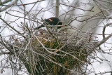 Red Winged Blackbird nest