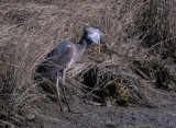 Heron with big fish