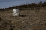 Snowey Owl.