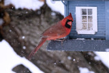 Cardinal.jpg