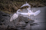 4 Egrets