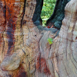 Ancient Juniper