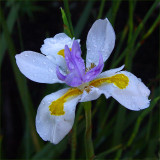 Wild Iris