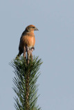 Crossbill