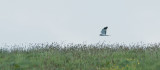 Hen Harrier