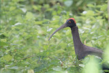 Red naped Ibis