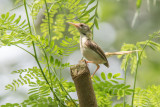 Tailorbird