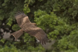 Black Kite