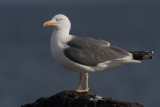 Yellow-Legged Gull