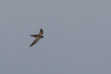 Pallid Swift