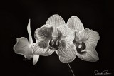 Phalaenopsis híbrida