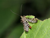 Scorpion Fly (male) (Panorpa communis). 