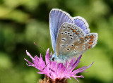 Male Common Blue.