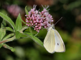 Small White.