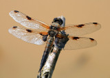 insects_gallery_1