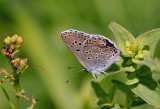 Large Blue Butterfly (One of Britains rarest butterflies).